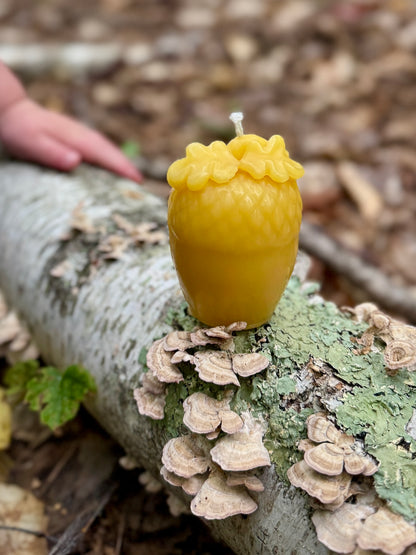 Pure Beeswax Candle - Acorn