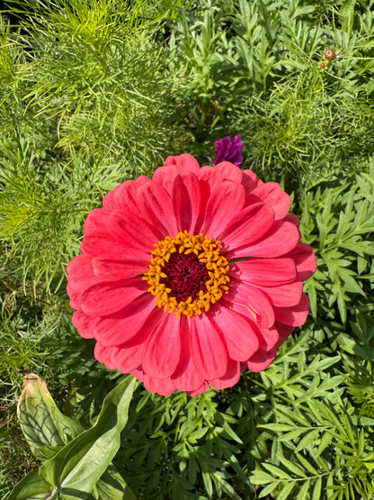 Pure Beeswax Candle - Zinnia