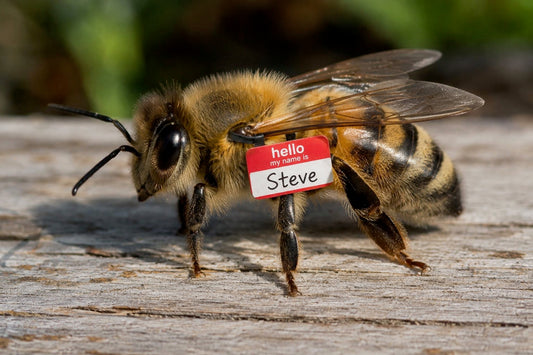 Name a Bee!