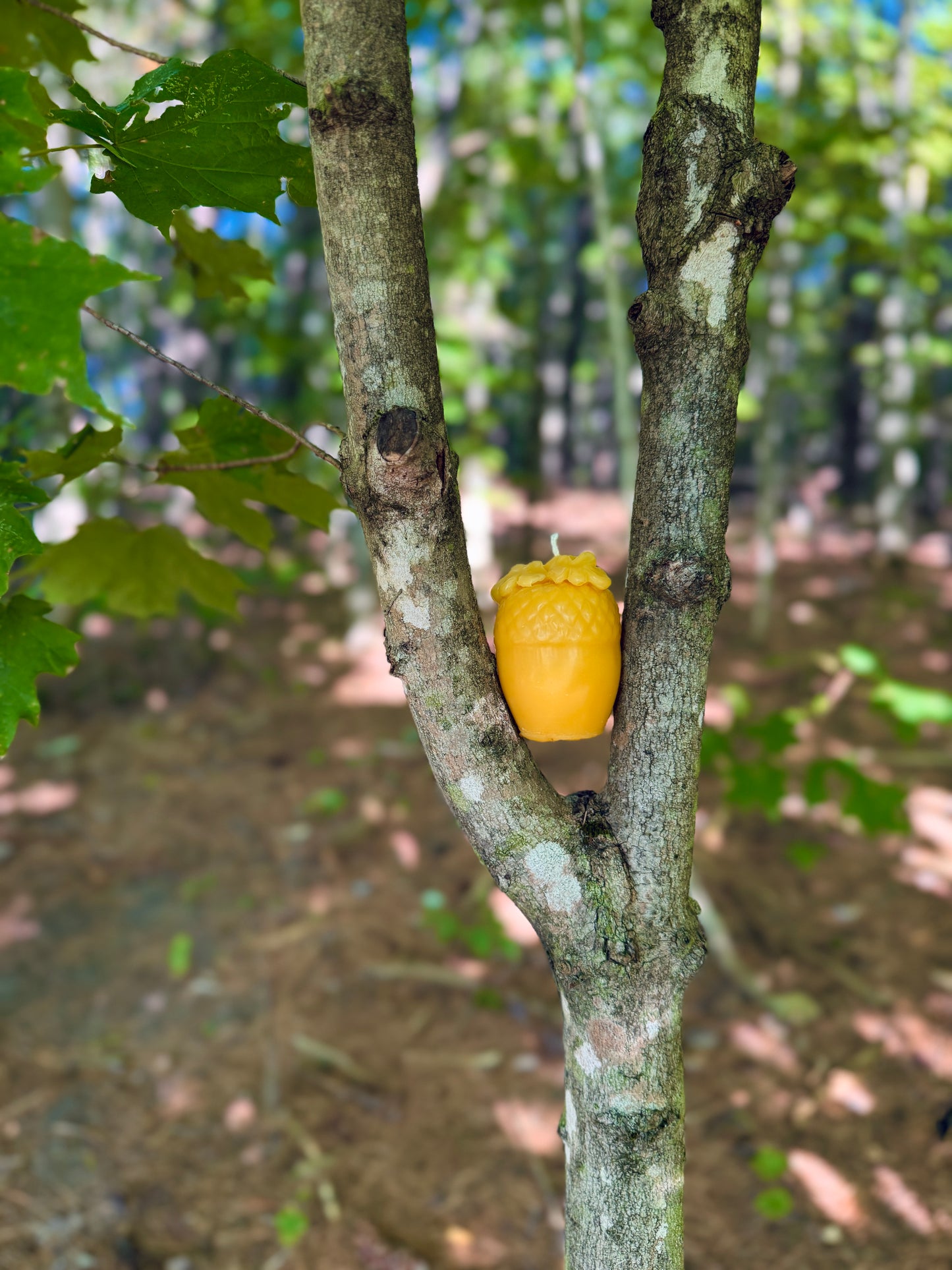Pure Beeswax Candle - Acorn