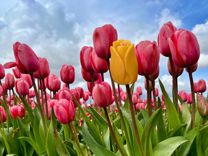 Pure Beeswax Candle - Tulip